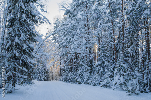 Spruce covered with snow in winter forest. Viitna, Estonia.
