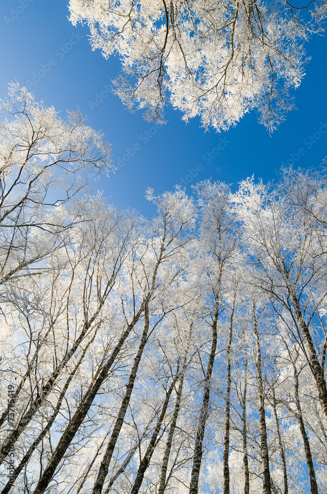 The tops of trees covered with hoarfrost against the blue sky