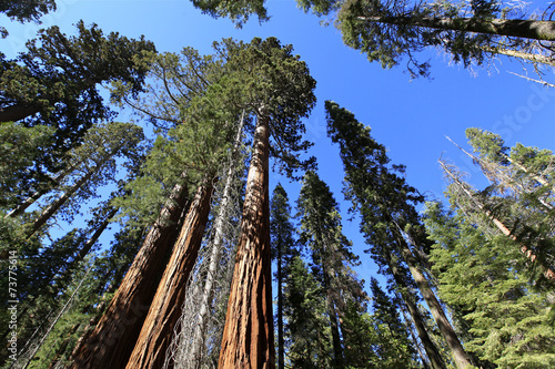 séquoia géant, mariposa grove, yosemite © fannyes