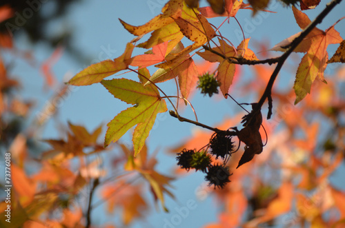 Autumn tree against blue sky