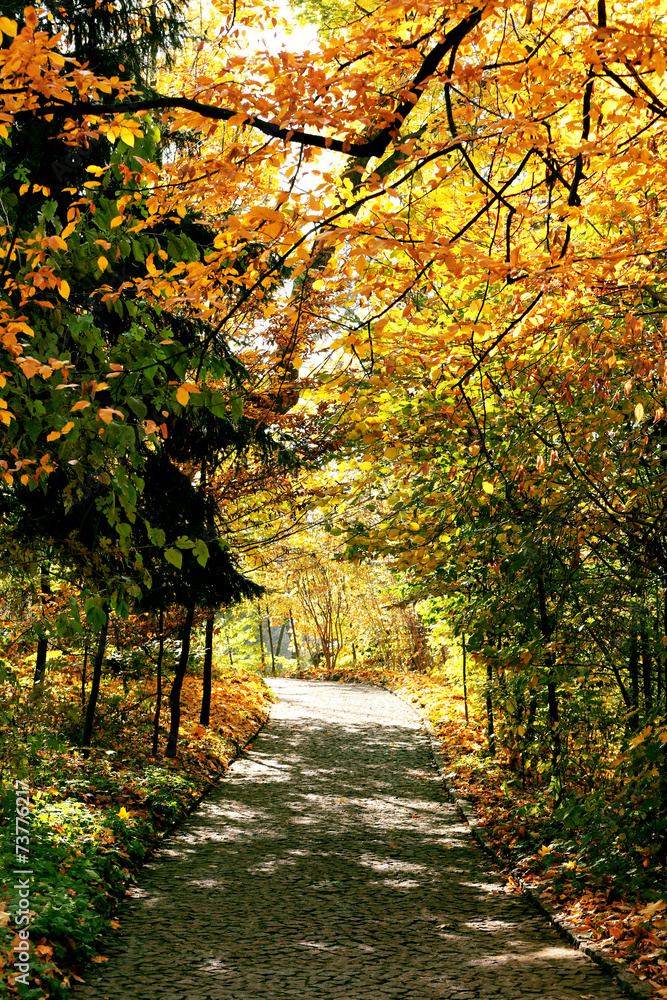 Beautiful autumn trees in park
