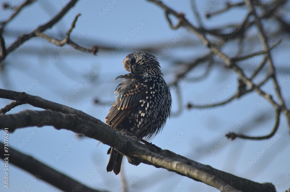 common starling in tree common starling in tree