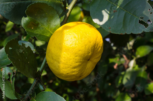 lime tree (lemon tree)