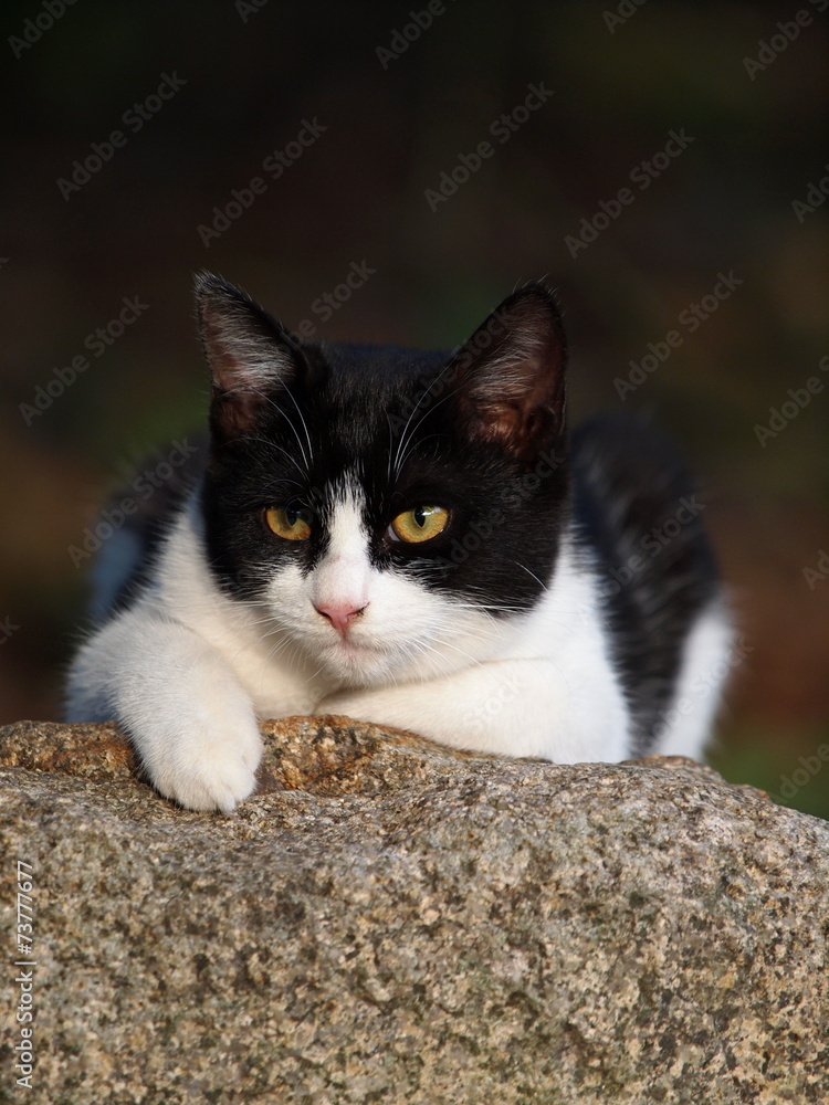 岩の上の猫 岩の上の猫
