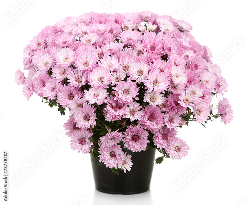 Fototapeta Naklejka Na Ścianę i Meble -  Chrysanthemum bush in pot isolated on white