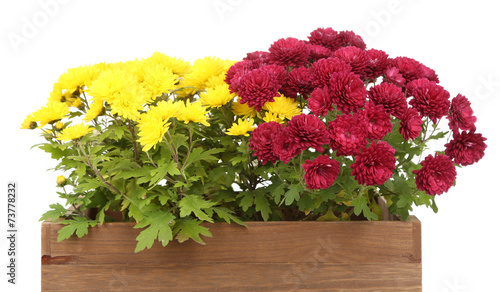 Fototapeta Naklejka Na Ścianę i Meble -  Chrysanthemum bush in wooden box isolated on white