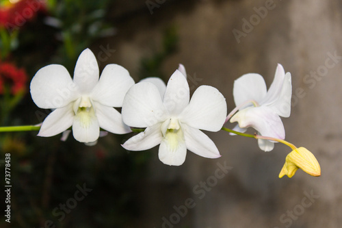 White Orchids © prwstd