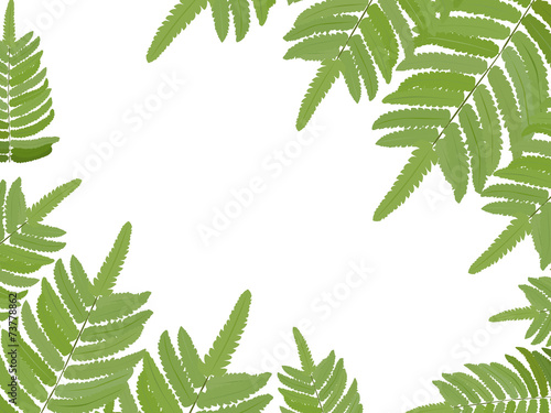 Fern leave vector background