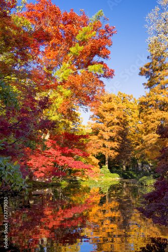 Fall Foliage in Texas