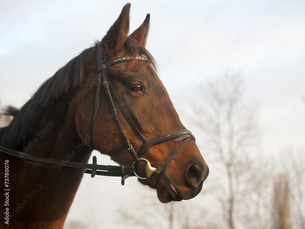 Portrait of a Furioso North Star breed bay horse Portrait of a Furioso North Star breed bay horse