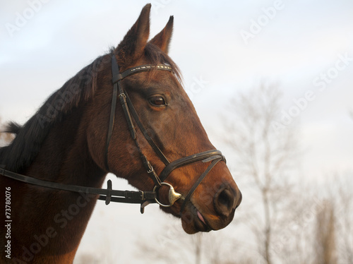 Fototapeta Naklejka Na Ścianę i Meble -  Portrait of a Furioso North Star breed bay horse