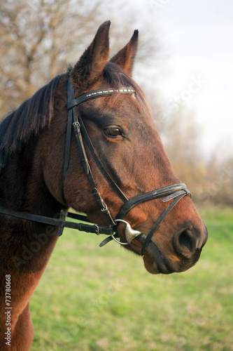 Portrait of a Furioso North Star breed bay horse.
