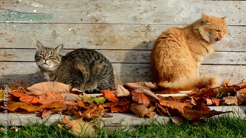 Two cats in the garden in autumn leaves