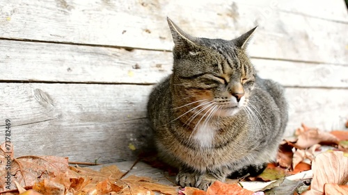 Frightened cat in autumn leaves
