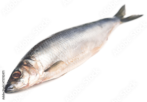 herring
