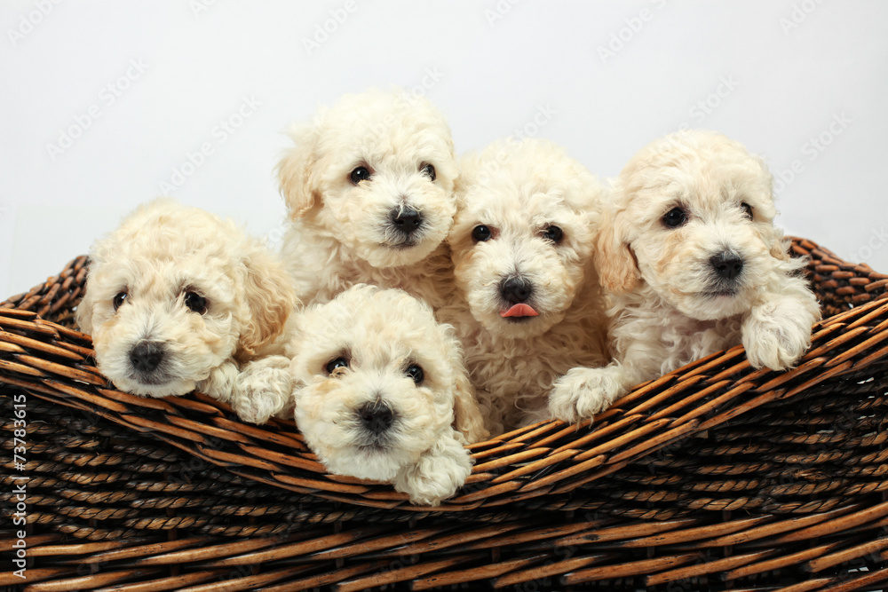 Cute little dogs in a wooden basket Cute little dogs in a wooden basket