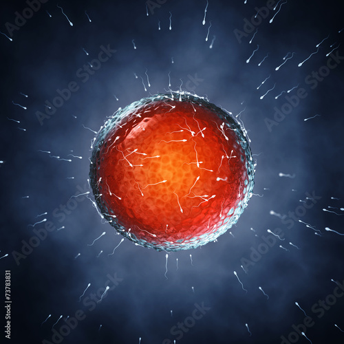 фотографія Spermatozoa fertilizing an ovum , Insemination