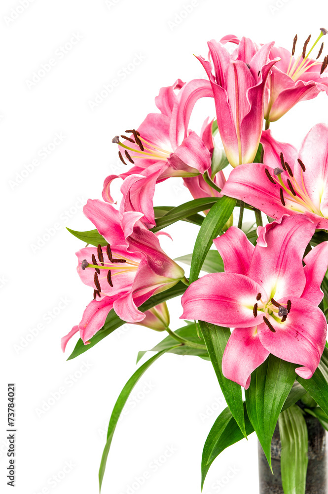 pink lily flower blossoms isolated on white. fresh bouquet