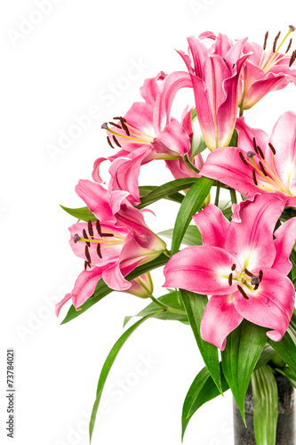 Fototapeta Naklejka Na Ścianę i Meble -  pink lily flower blossoms isolated on white. fresh bouquet