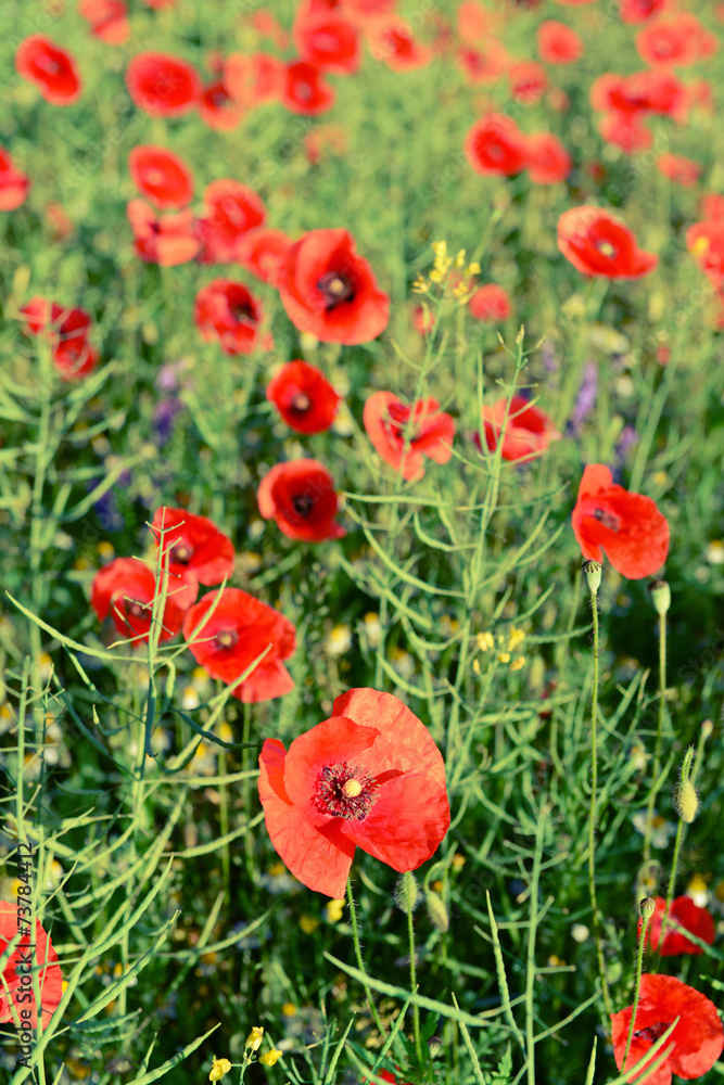 Obraz premium Poppy flowers outdoors