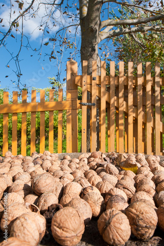 Wlanuts in autumn lights