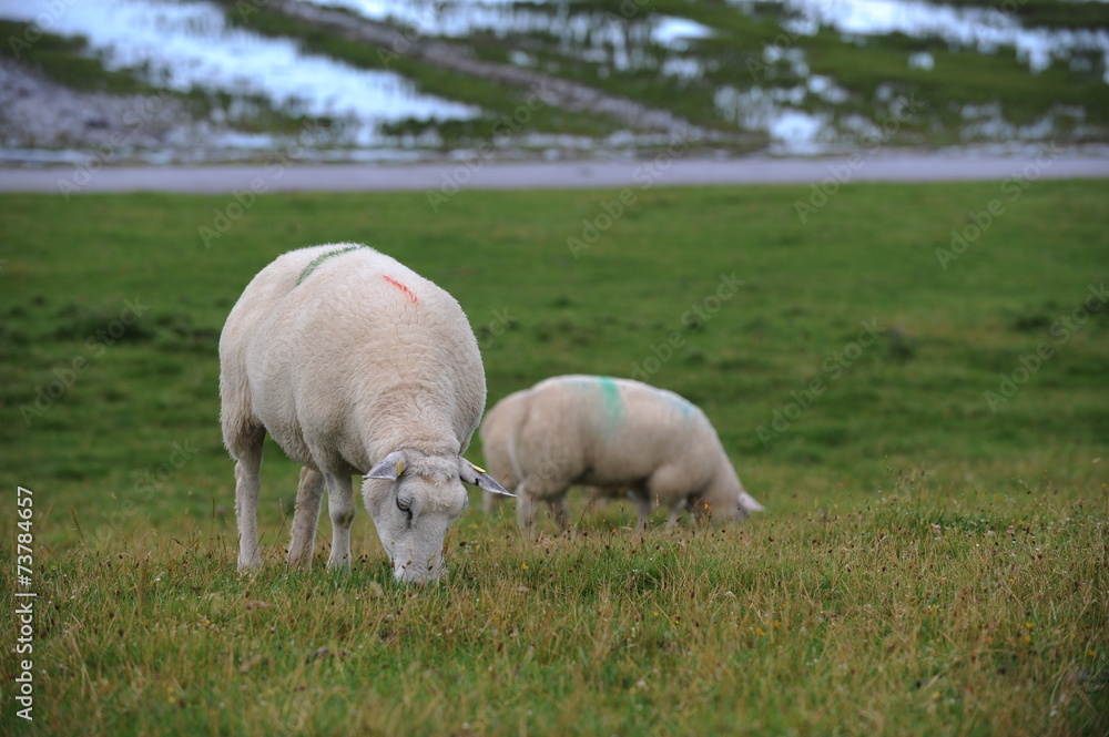 Schaf auf dem deich Schaf auf dem deich