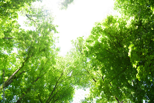 Beautiful trees in forest © Africa Studio