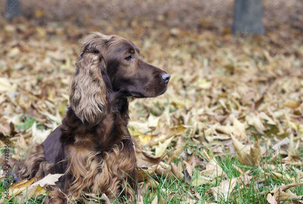 Beautiful dog in autumn leaves