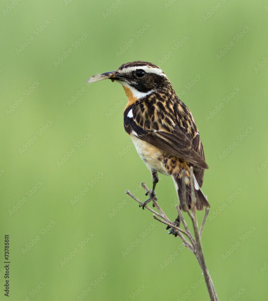 Whinchat on the branch Whinchat on the branch