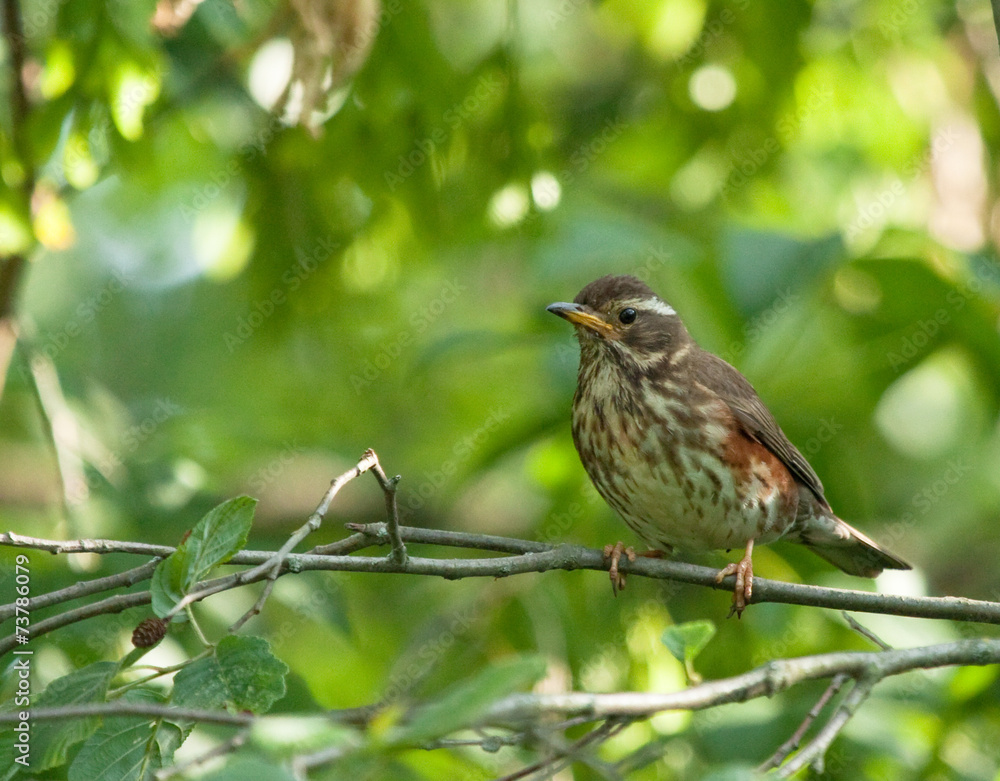Redwing on the branch Redwing on the branch