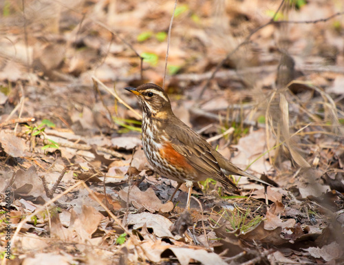 Redwing on the ground