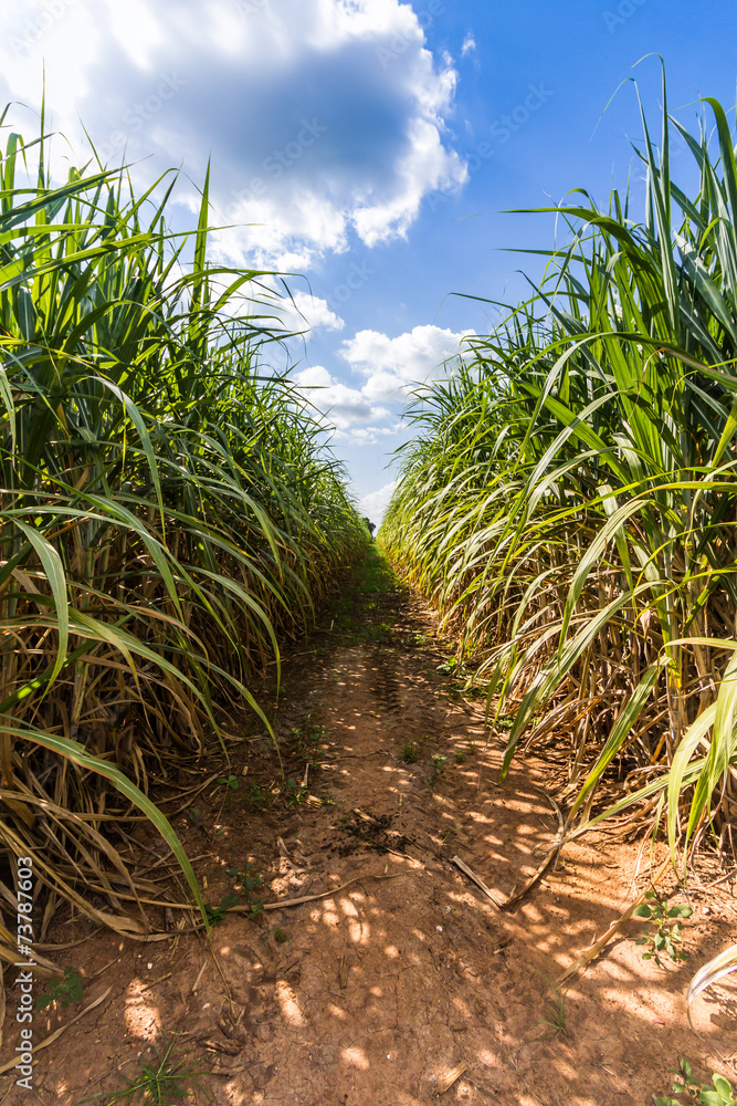 Road in Sugarcane farm.