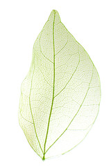 Papier peint photo Nervures de feuilles Decorative skeleton leaf isolated on white  © Africa Studio