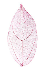 Papier peint photo Nervures de feuilles Decorative skeleton leaf isolated on white  © Africa Studio