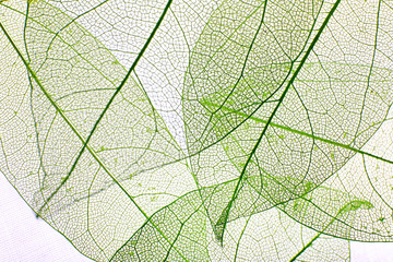 Papier peint photo Nervures de feuilles Decorative skeleton leaves background  © Africa Studio
