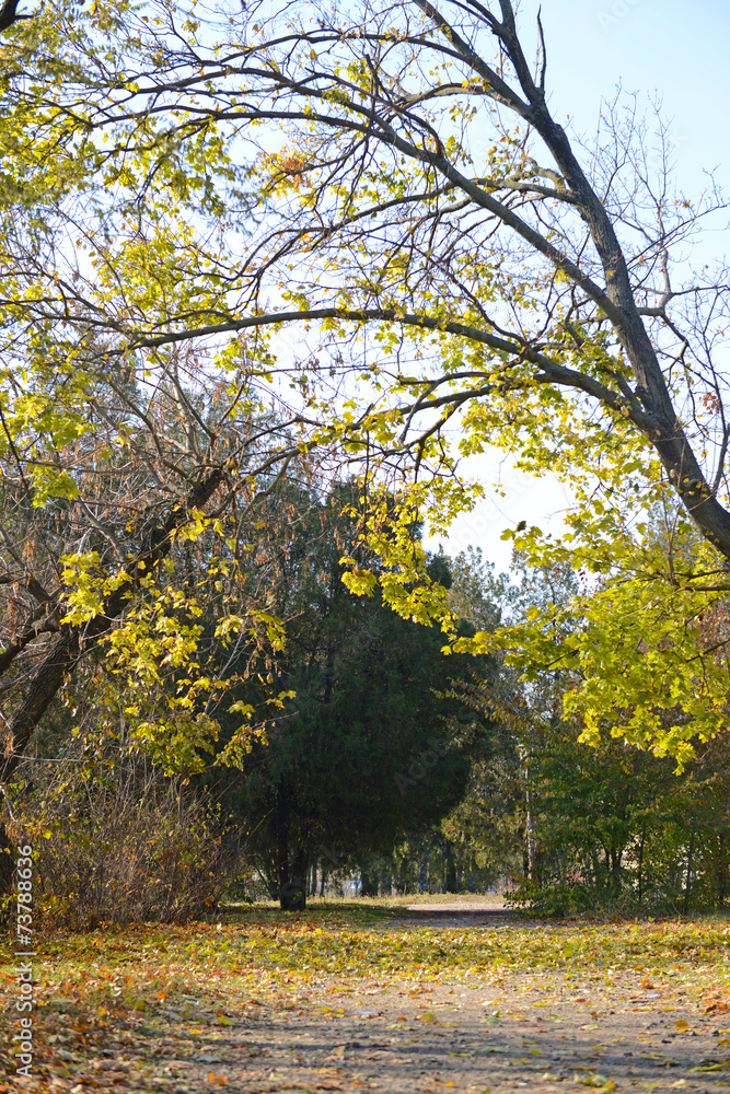 Naklejka premium Beautiful autumn park