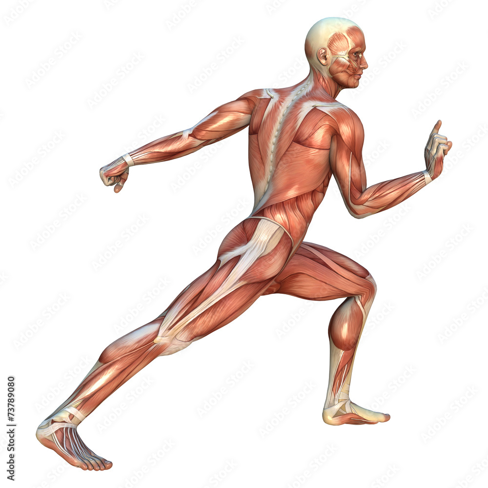 Muscle Maps Muscle Maps