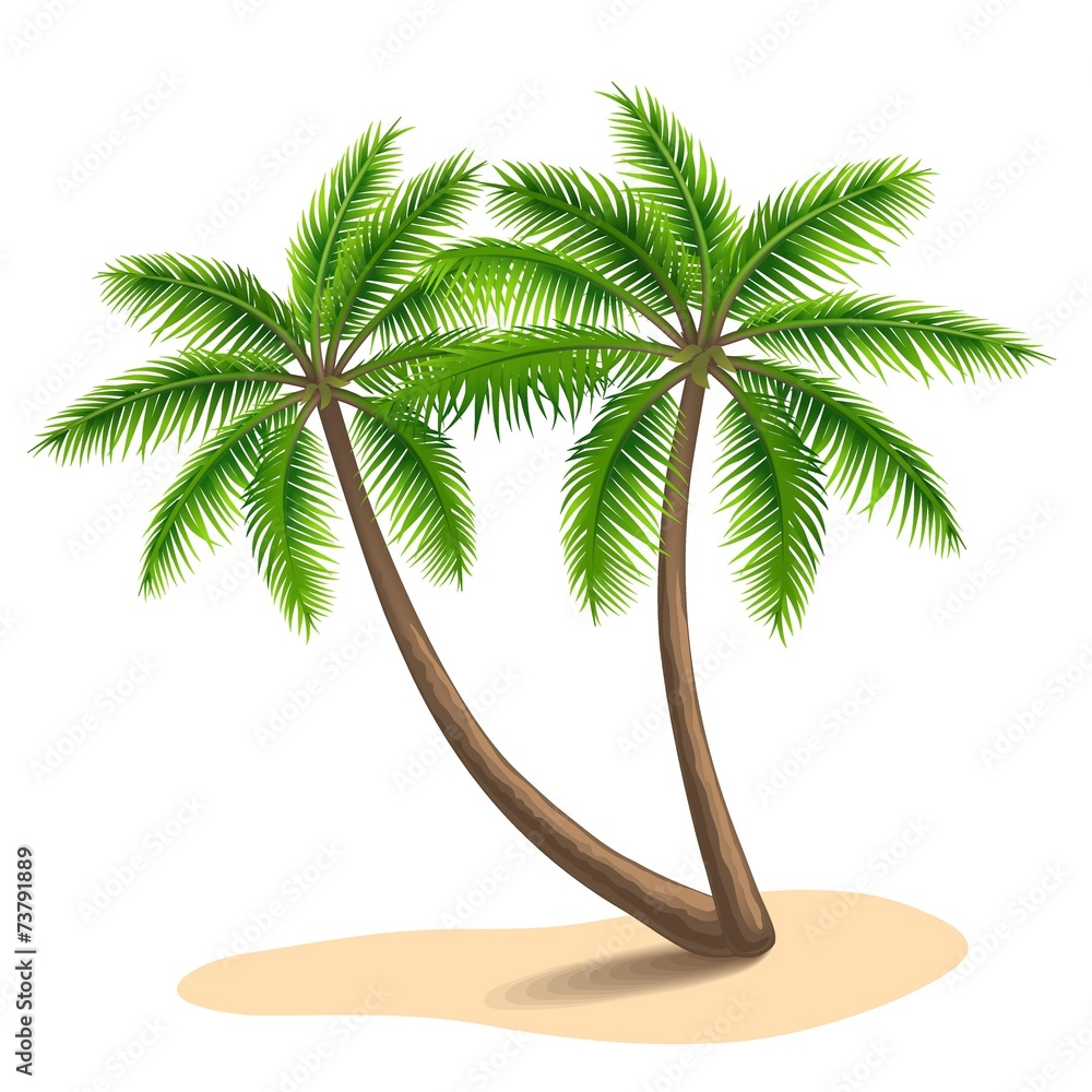 Obraz premium Palm trees