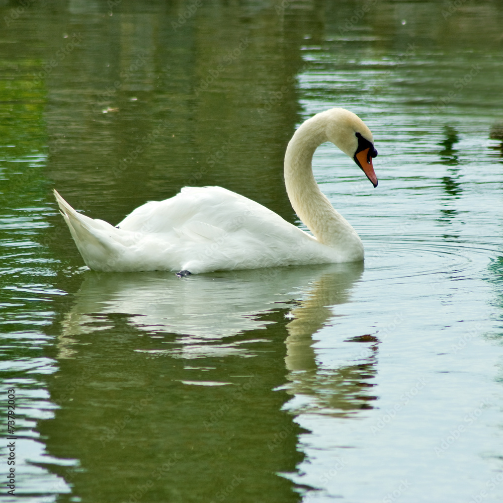 swans on the water swans on the water