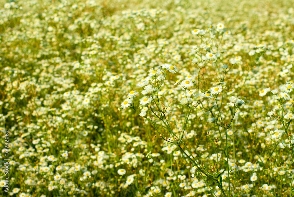 daisies in a field closeup daisies in a field closeup