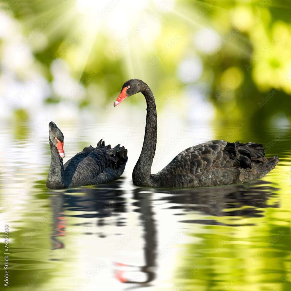Fototapeta premium two black swans on the water