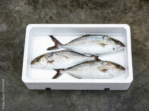 fresh Mediterranean Greater amberjack