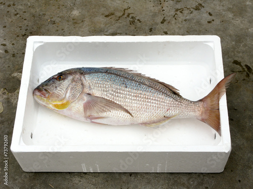 Fresh Mediterranean Common dentex