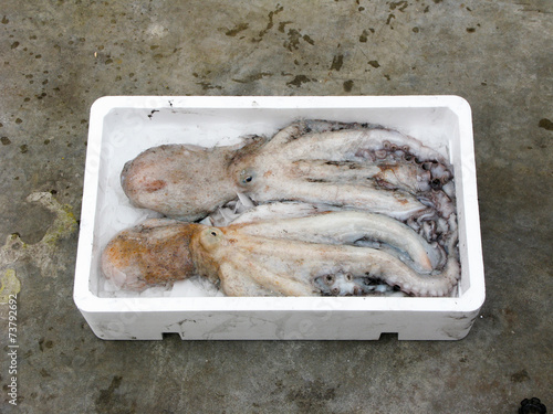 Fresh Mediterranean octopus