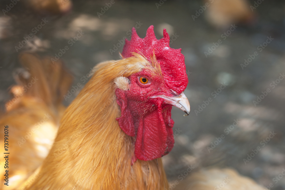 Rooster cock