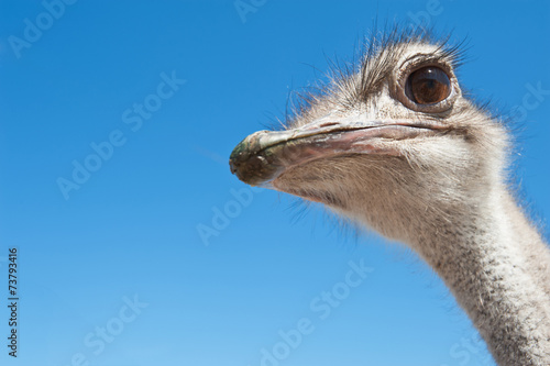 ostrich © olinchuk