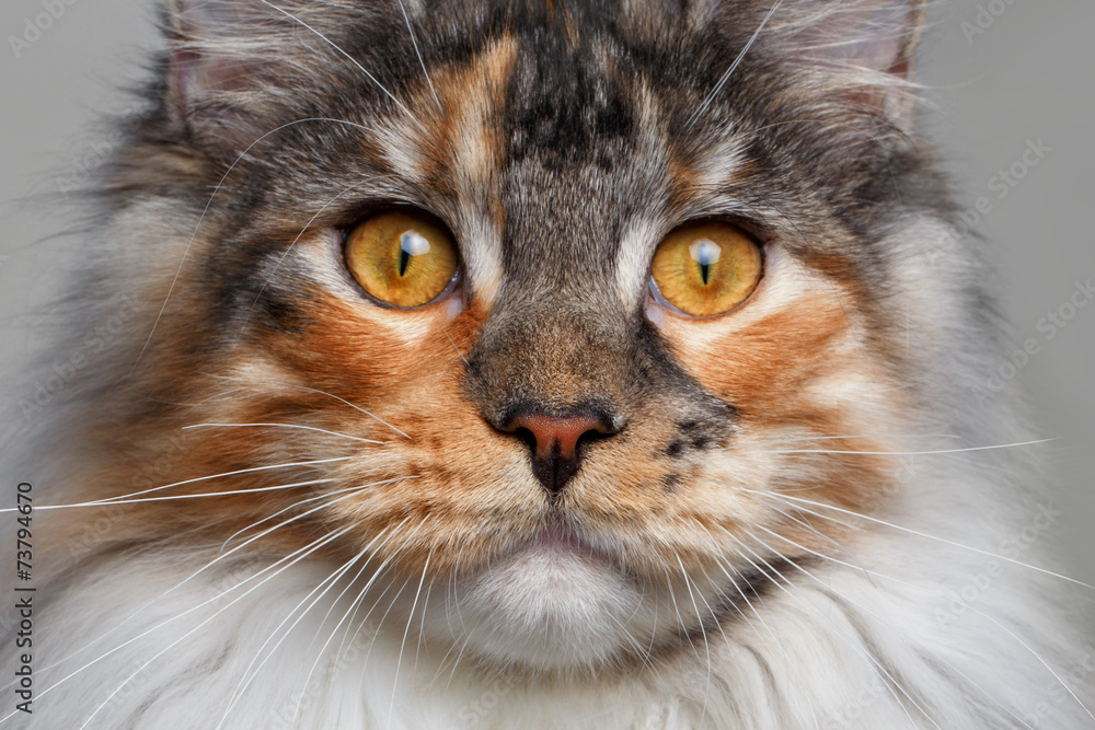 closeup white with ginger Maine Coon cat closeup white with ginger Maine Coon cat