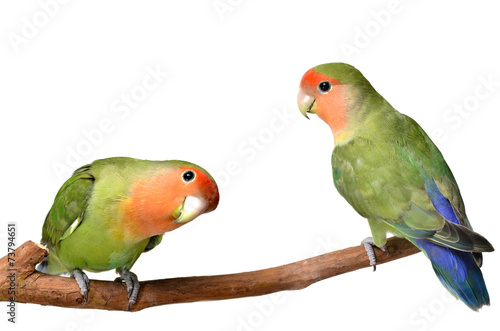 Pareja de agapornis roseicollis