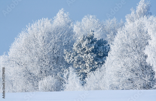 Snow covered rimed trees