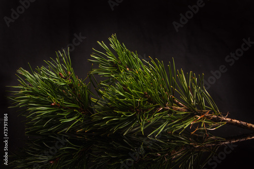 pine twig on a black background